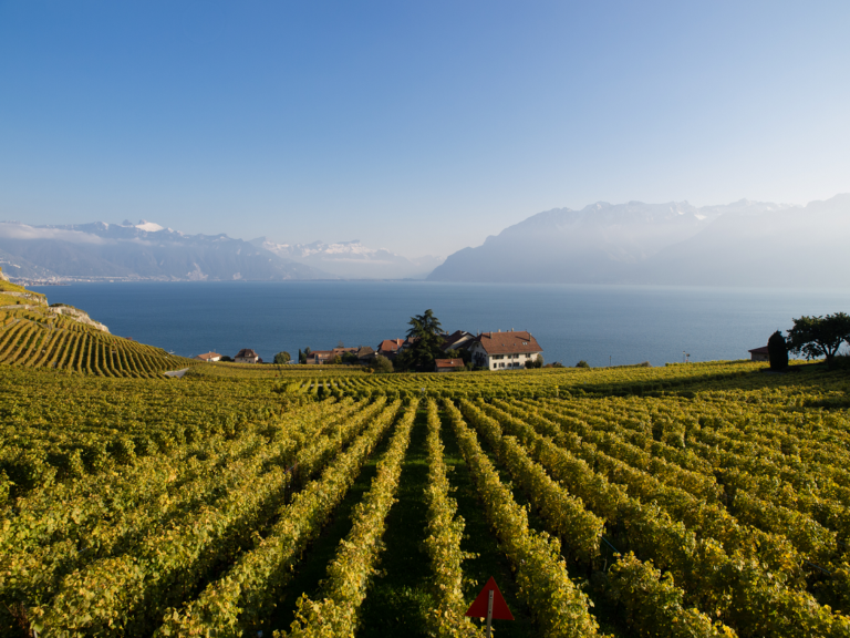 Wijn uit Zwitserland