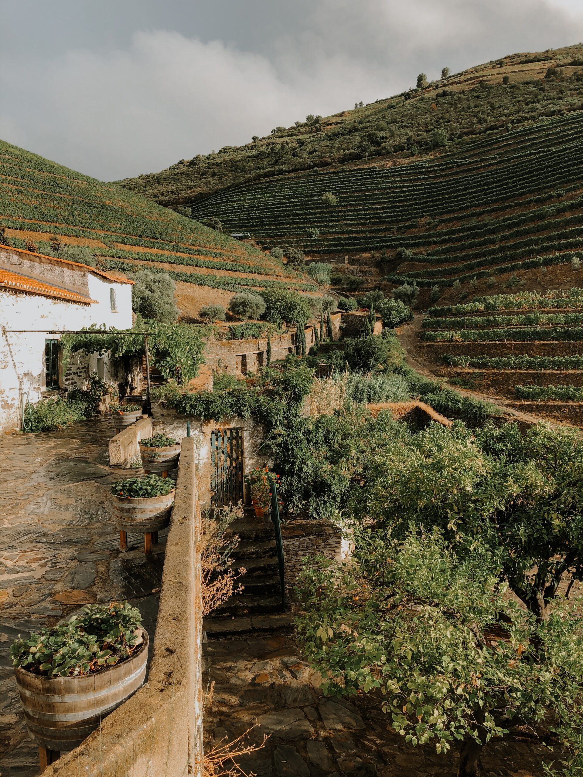 De belangrijkste wijngebieden in Portugal en de 248(!) inheemse druiven Portugese wijn