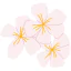 bloemen