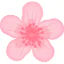 rozen