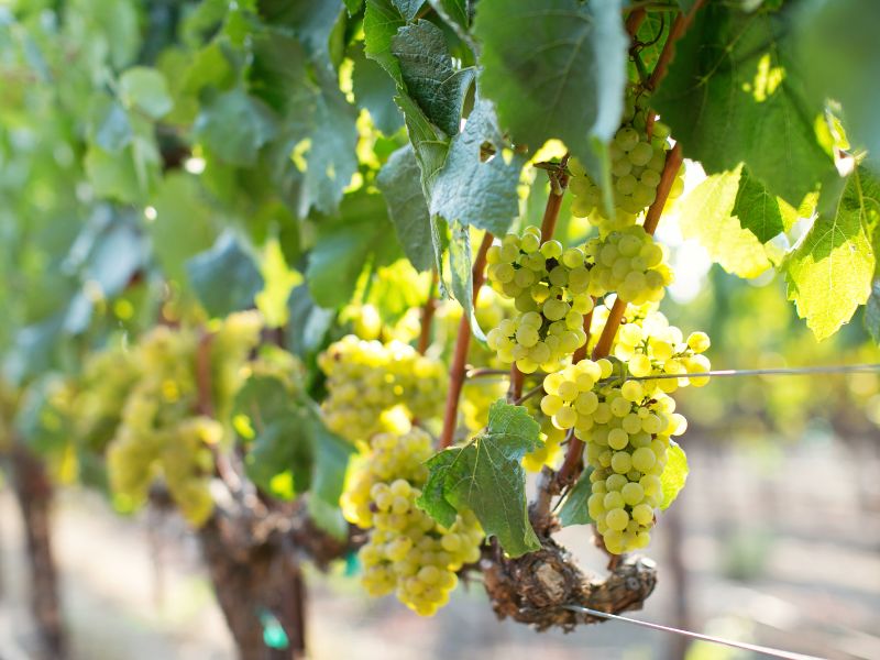 Chardonnay Chardonnay
