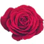 Gamay Rozen