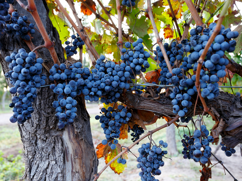 Cabernet franc