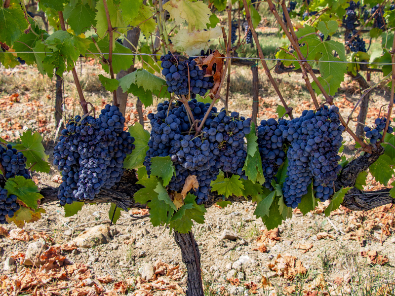 Sangiovese