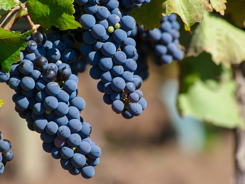 Malbec malbec