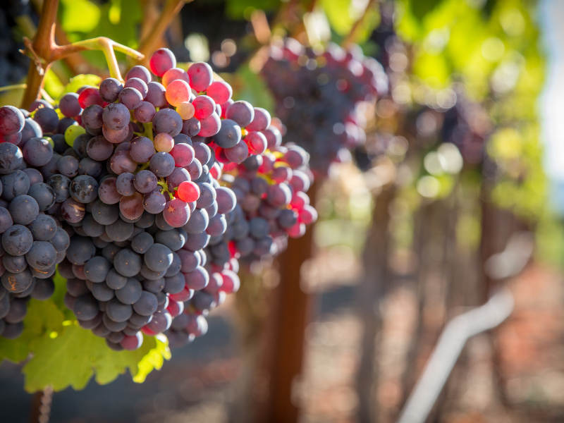 grenache