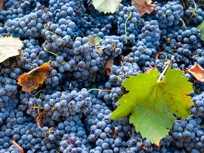 mourvedre