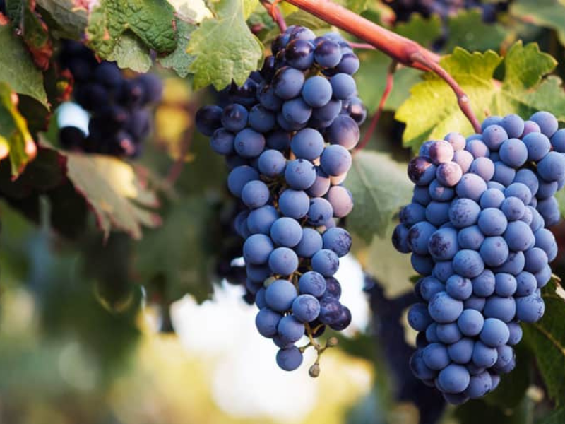 Syrah AKA shiraz syrah