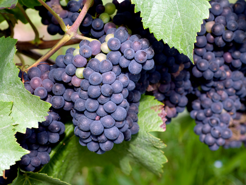 tempranillo