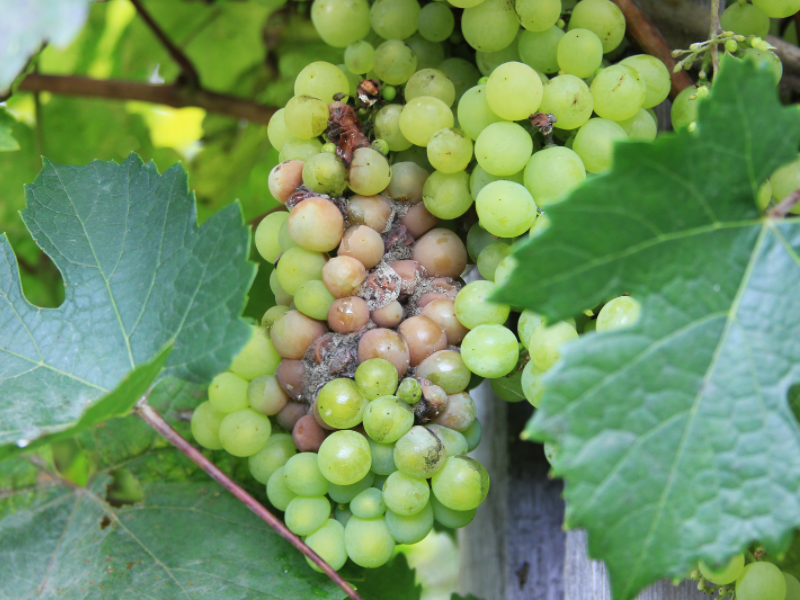 Sémillon Sémillon