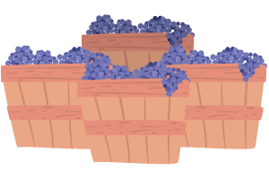 Wijn druiven wijndruiven