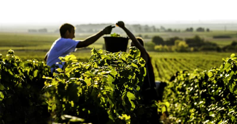 grower champagne