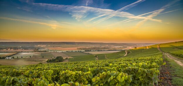 grower champagne