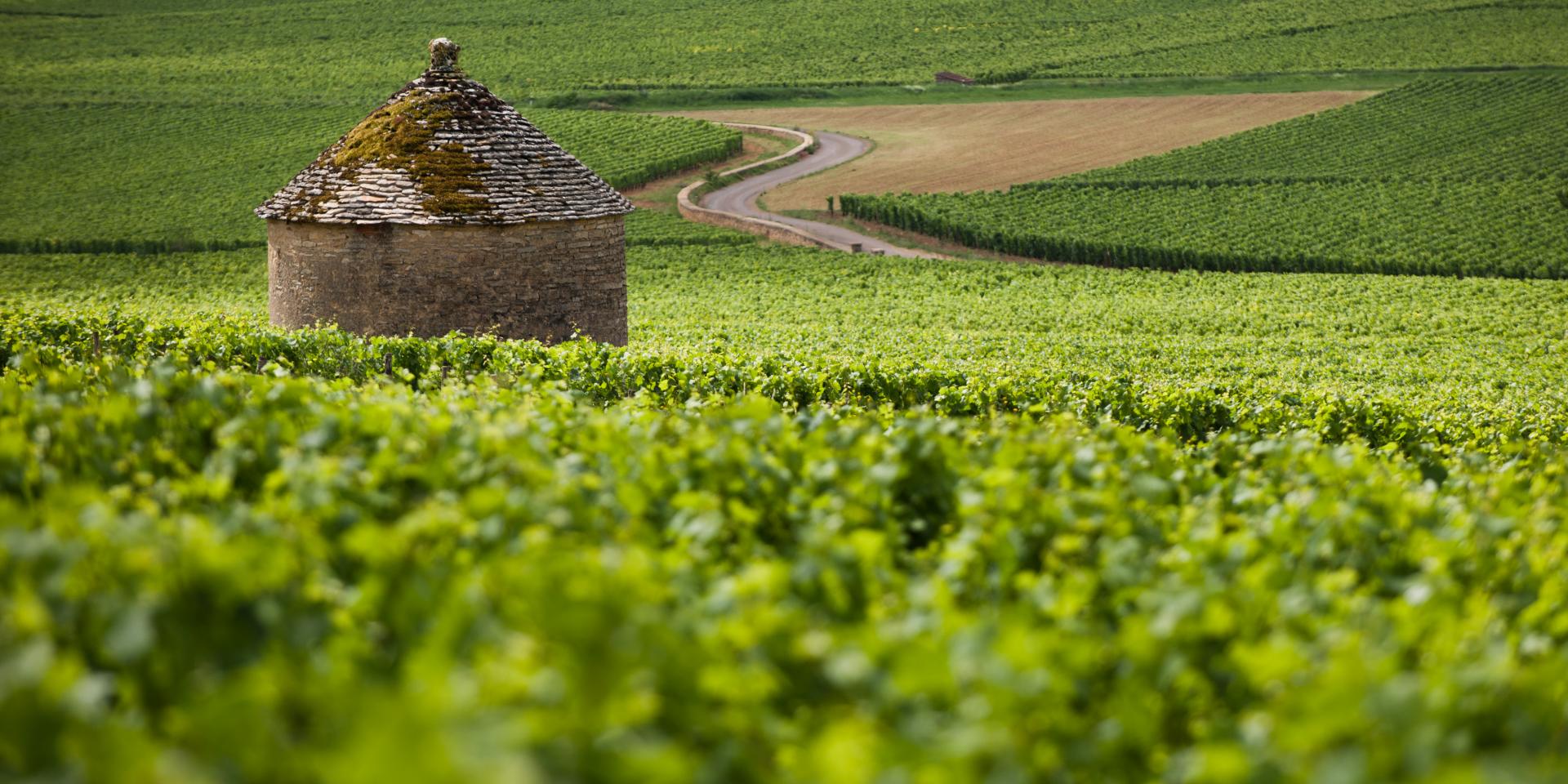 bourgogne wijnen